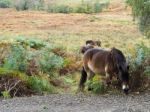 Exmoor Ponies Grazing In The  Ashdown Forest In Autumn Stock Photo