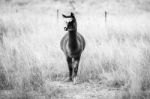 Alpaca In A Field. Black And White  Stock Photo