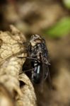 European Blowfly Stock Photo