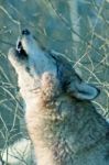 Gray Wolf Howling Stock Photo