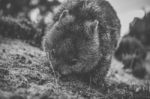 Wombat During The Day Stock Photo