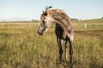 Horse In The Countryside Stock Photo