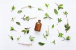 Holy Basil  Essential Oil In A Glass Bottle With Fresh Holy Basi Stock Photo