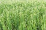 Close Up Paddy Field Stock Photo