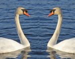 Swan Mirror Image Stock Photo