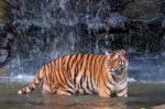 Tiger Standing In Water Stock Photo