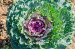 Longlived Cabbage (scientific Name:brassica Hybrid). Salad Veget Stock Photo