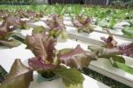 Hydroponics Vegetable Farm Stock Photo