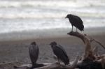 Black Vulture Stock Photo