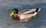 Beautiful Photo Of A Mallard Swimming In Icy Lake Stock Photo