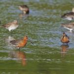 Asian Dowitcher Stock Photo