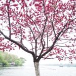 Pink Peach Blossom Flower Tree Along The Lake Stock Photo