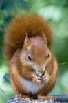 Eurasian Red Squirrel (sciurus Vulgaris) Stock Photo