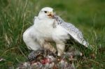 White Gyrfalcon Killing His Prey Stock Photo