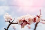 Cherry Blossom With Soft Focus, Sakura Season Background In Spring Stock Photo