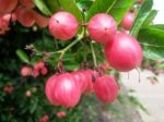 Carunda Or Karonda  (bengal-currants) Pink Fruit On Tree In The Garden.fruit For Health And High Vitamin Stock Photo