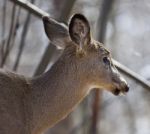 Beautiful Isolated Closeup Of A Wild Deer In The Forest Stock Photo