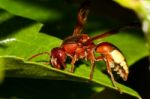 Hornet Wasp Stock Photo