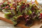 Spinach Red Fresh Vegetable Organic Cooking Salad Stock Photo