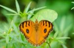 Peacock Pansy Butterfly Stock Photo