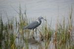 Florida Bird Stock Photo