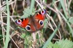 European Peacock Butterfly (inachis Io) Stock Photo