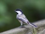 Beautiful Isolated Image With A Black-capped Chickadee Bird Stock Photo