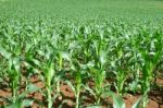 Corn Field Stock Photo