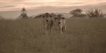 Country Cows Stock Photo