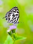 Close Up Small White Butterfly ( Common Pierrot ) Stock Photo