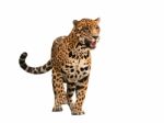 Jaguar ( Panthera Onca ) Isolated Stock Photo