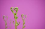 Shoots Of Ivy Align To Heart Sign Stock Photo