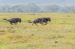 Blue Wildebeest In Tanzania Stock Photo