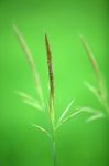 Reed With Green Background Stock Photo