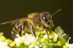 Honey Bee Stock Photo