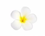 Frangipani Or Plumeria Flower Isolated On White Background Stock Photo