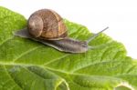 Snail On White Stock Photo