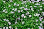 Purple Daisies Flowers Stock Photo