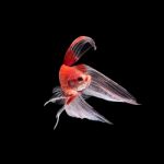 Betta Fish On Black Stock Photo