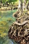 Roots Mangrove Stock Photo