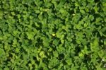 Green Leaves Background Stock Photo