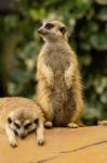 Meerkat Stock Photo