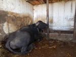 Buffalo Farm, Buffaloes Grazing In Open-air Cages  Stock Photo