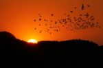 Bird With Sunset Stock Photo