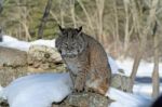 Bobcat Stock Photo