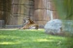 Bengal Tiger Stock Photo