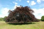 Copper Beech Stock Photo