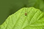 Darry Long Legs Stock Photo