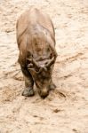 Young Indian One-horned Rhinoceros (6 Months Old) Stock Photo