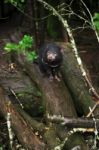 Tasmanian Devil Found During The Day In Tasmania Stock Photo